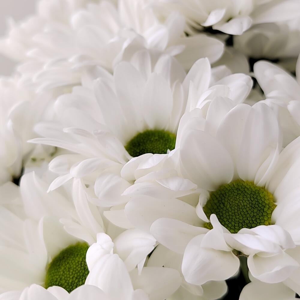 Букет «Ромашка» – 9 белоснежных хризантем в деревенском стиле Белая Калитва Ростовская область