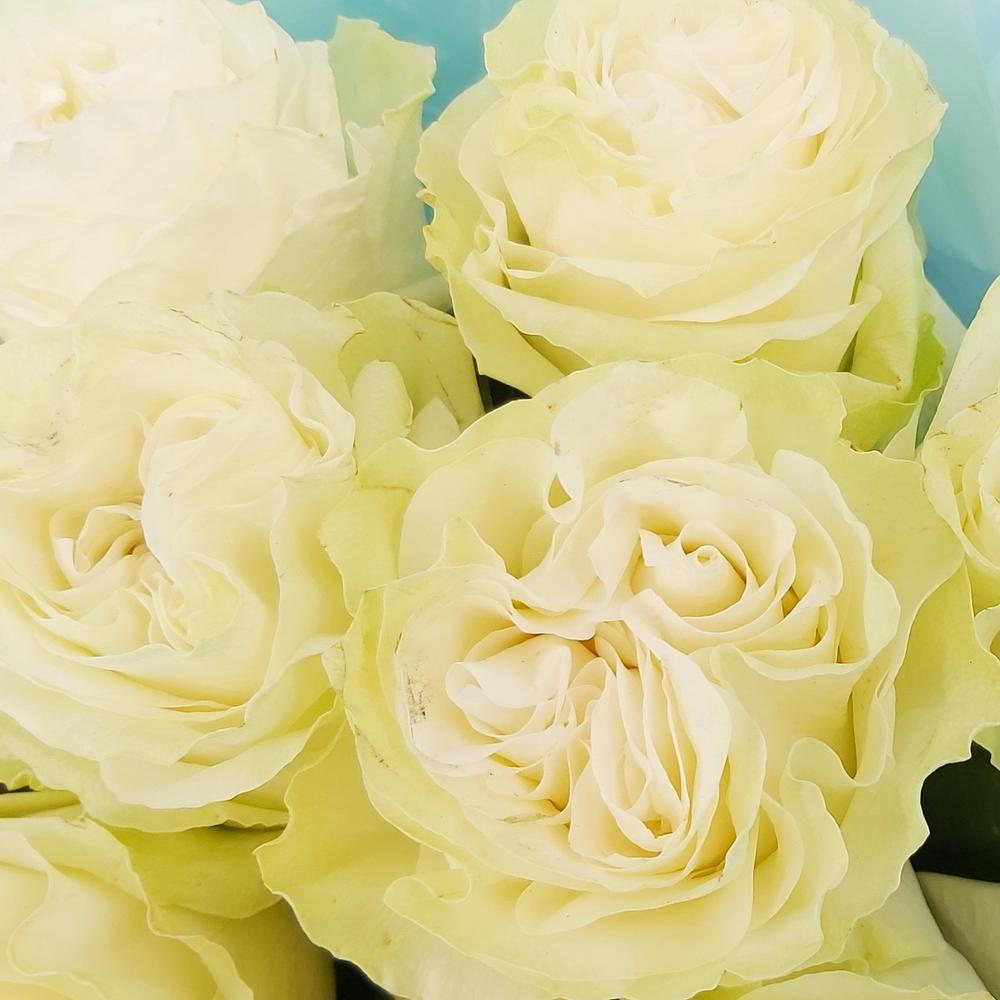 Букет «Кружевное облачко» – 11 белоснежных роз в нежной упаковке Белая Калитва Ростовская область