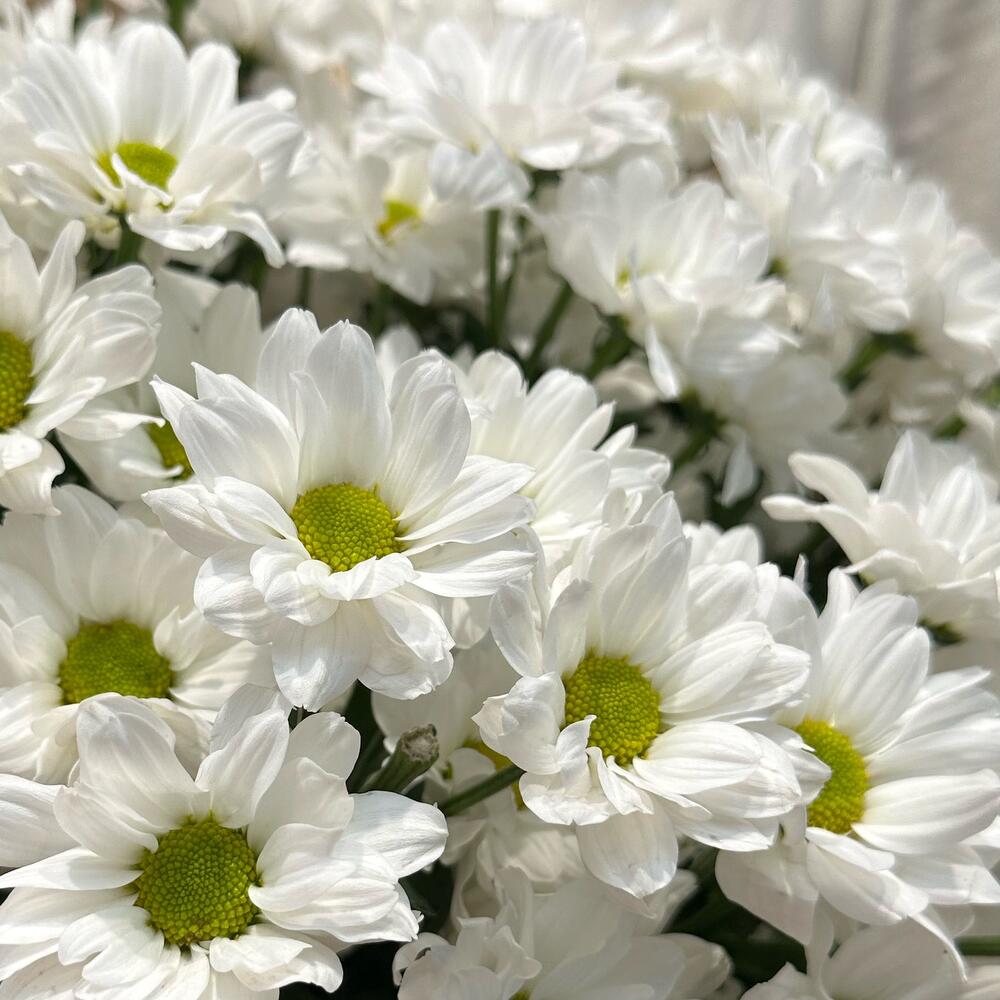 Букет «Летняя свежесть» – дыхание лета в белых хризантемах Белая Калитва Ростовская область